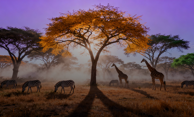 Masai Mara National Reserve, Kenya