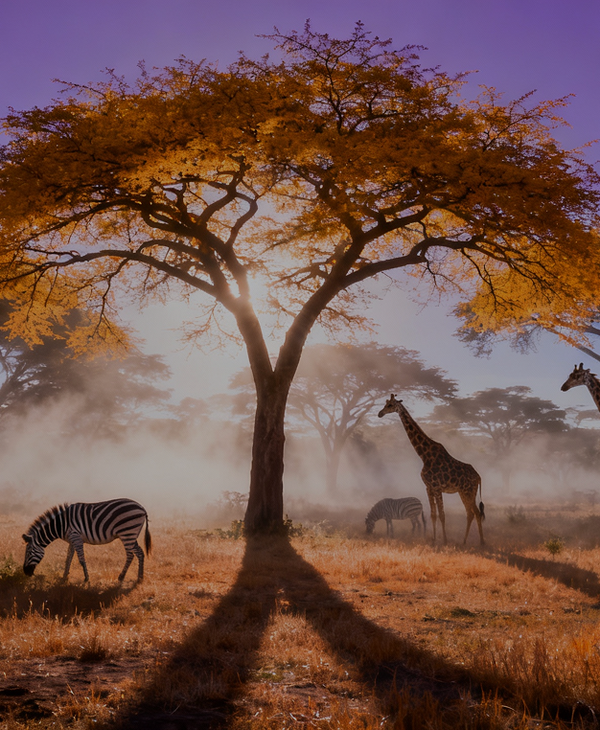 Masai Mara National Reserve, Kenya